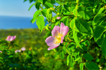 A wild rose bush blooms in a field against the blue sky