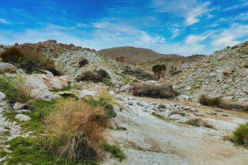 The rocky desert in the Tierra Blanca Mountains near Mountain Palm Springs, in the southern part of Anza-Borrego Desert Park, California, USA.
