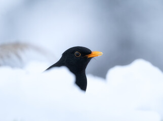 blackbird on snow