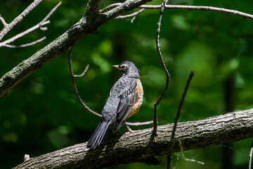 The American robin (Turdus migratorius) in spring in search of food.The American robin is the most abundant bird in North 