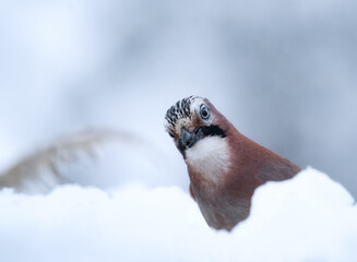 jaybird in the snow 