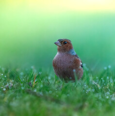 chaffinch on the grass
