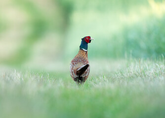 pheasant in the field