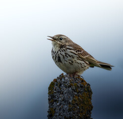 meadow pipit on a branch