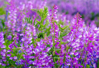 Obraz premium Wildflowers on a background of green grass on a bright and sunny day.