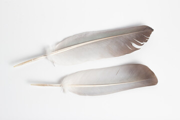 far-up and close-up bird feathers on a white background