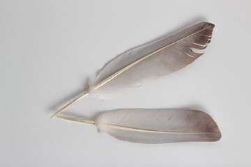 world peace Day, far-up and close-up bird feathers on a white background