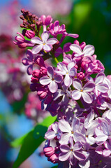 Lilac, a branch of flowers on a purple background,