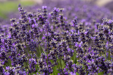 Dark Purple Lavender Flowers in Field in Sequim, WA