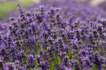 Naklejka premium Dark Purple Lavender Flowers in Field in Sequim, WA