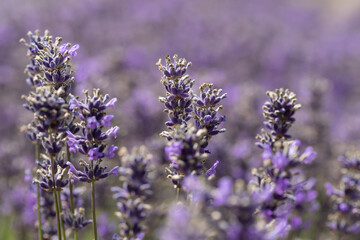 Obraz premium Close-up Detail of Purple Lavender Flowers in Field with Bokeh