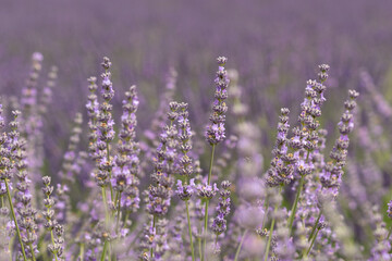 Obraz premium Purple Lavender Flowers In Bloom in Lavender Field