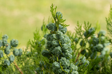 Macro photography of hedge branches and seeds