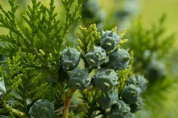 Macro photography of hedge branches and seeds