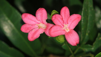 Close-up of the beauty of red flowers isolated on a natural background