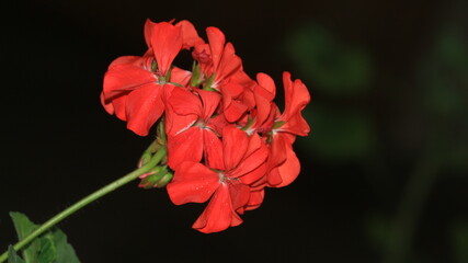 Closeup of Red flowers, Zonal Geranium, House Geranium, Horseshoe Geranium on the blurred background