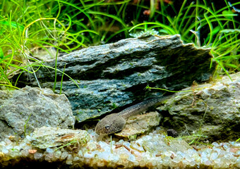 Under water image of tadpole. Detail of frog larva in the water.