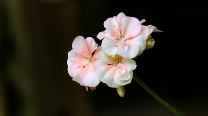 The beautiful geranium flowers on the blurred background
