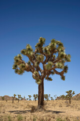 Joshua Tree National Park, Mojave Desert, California