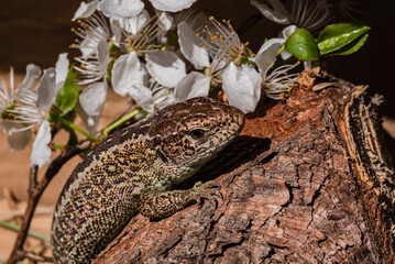 Jaszczurka © Lukasz