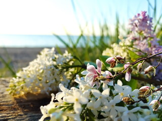 wild white flowers and green grass on beach at sea blue sky on horizon Baltic sea  nature landscape