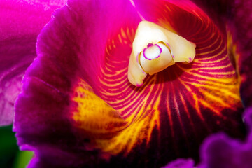 Orquídea IMG_9085