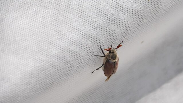 Maybug crawls on a white surface in the garden. Concept Spring. Melolontha