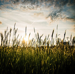 Fototapeta premium grass in the sky