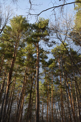 Beautifully curved leafless branches against a blue autumn sky and tall, sunlit pine trees. Vertical photography of a forest. Excellent photowall-paper.