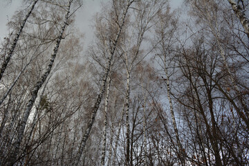 The trunks and tops of birches against the background of the autumn sky covered with gray clouds. Leafless light grove. Beautiful photography of nature. Forest.
