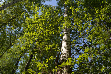 Fototapeta premium Birch tree trunks surrounding by green foliage of hazel bushes. Forest landscape.