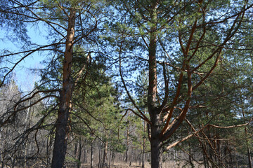 Pine trees on the background of forest in early spring.