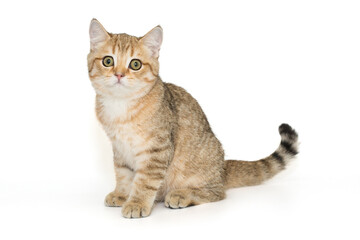 Scottish striped kitten with green eyes.