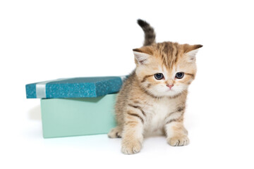 Small Scottish kitten and a gift box