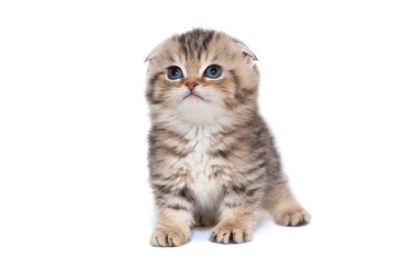 Portrait of a Scottish fold striped kitten with blue eyes.