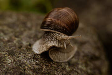 Schnecke © Lukasz