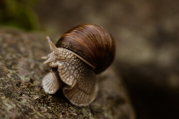 Schnecke © Lukasz
