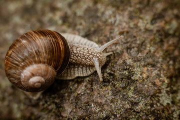 Schnecke © Lukasz