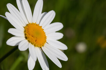 Fototapeta premium Belle marguerite dans une prairie