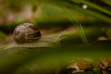 Schnecke © Lukasz