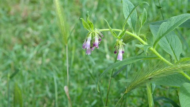 Bourdon butine une fleur violette en gros plan .
Abeille autour d'une fleur rose dans un champ d'herbe verte 