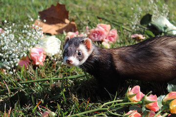 ferret on the grass