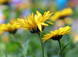 Yellow flowers, daisy, beautiful view