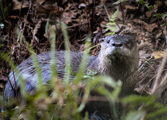 wild otter in the forest