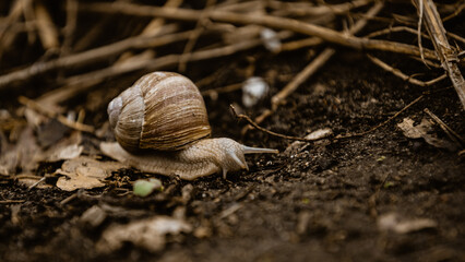 Schnecke © Lukasz