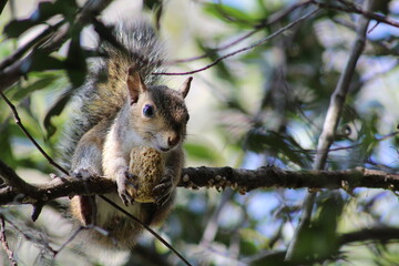 squirrel on a tree