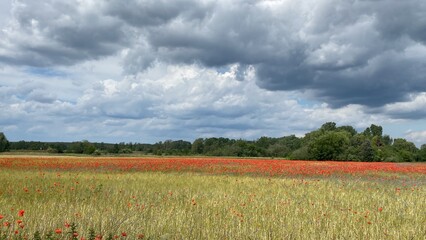 Fototapeta na wymiar field of poppies and sky