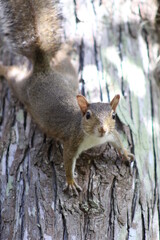 squirrel on a tree