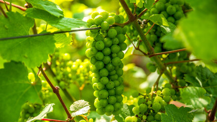 Riesling grape on vine in a vineyard in summer
