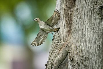 北海道の初夏、コムクドリの子育て。
